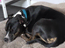 Loving dog mixed breed 2 years old