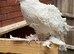 Frillback pigeons