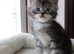 TICA Registered Maine Coon Kittens – Blue Smoke, Black Smoke & Tabby Lines