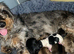 2 Beautiful Poochi Datzu Puppies still looking for a new forever loving home