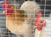 Pair of Pekin bantams