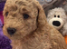 Beautiful F1b mini goldendoodles
