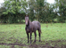 Appaloosa Colts for Sale