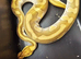 FOR SALE LESSER 100% HET CLOWN POSS GRAVEL