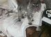Male blue mainecoon