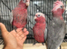 Ready Now Baby HandReared Super Tame Cuddly Galah Cockatoo Parrot,26