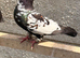 Afghan and Lahore pigeons