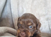 Miniature Daschund x Pomeranian (1 Male/1 Female Available)