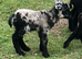Registerable pedigree Shetland tup lamb rare colour/patterns BTV vaccinated