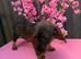 1 female teckel puppy for sale