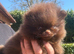 MICRO TINY solid chocolate teddy bear pom boy