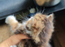 Kitten looking for loving home