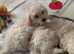 ready to leave*Genetically health tested maltipoo Maltipoo