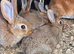 Pure bred Rex bunny’s