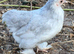 Pekin bantam girls for sale