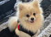Stud
