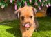 8 weeks old border terrier cross jack Russell boy