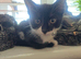 Brother & Sister Kittens