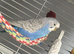 Female budgie