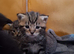 2 kittens