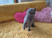 From pedigree parents, BSH kittens