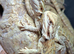 Baby bearded dragons
