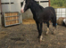 Zorro