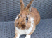 Rex cross lionhead