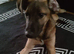 German Shepherd x lurcher 5 months old