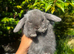 Adorable Baby Bunny’s