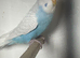 Young male budgie