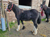 Traditional Heavy cob colt