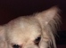 Apple head male chihuahua,