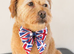 Beautiful Terrier Mix Puppies – Family Bred & Raised