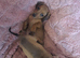 Miniature dachshund pra clear Stunning girls