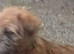 Puppy for sale