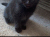 3 mixed breed kittens