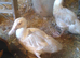 Lavender Muscovy drakes