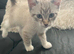 Two ragdoll mix kittens male and female