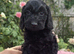 Beautiful F1 Cockapoo Puppies Ready to View Licenced Domestic Breeder