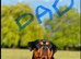Rottweiler puppies