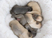 French Bulldog Puppies