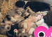 Collie pups from working parents