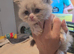 Gorgeous chunky ragdoll kittens