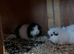 3 Swiss sows for sale