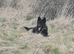 German Shepherd Long Hair Black Puppies