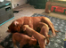 Champion breed boxer puppies