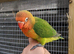 Hand reared lovebird