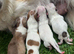 Merle Chihuahua puppies