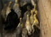 Ducks
